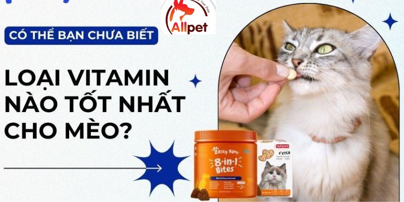 Vì sao cần bổ sung vitamin cho mèo?