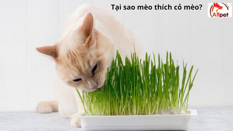 Tại sao mèo thích cỏ mèo? 