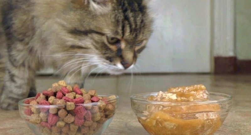 Cho mèo ăn hạt nhiều có tốt không
