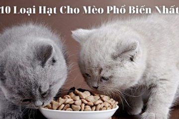 10 Loại Hạt Cho Mèo Phổ Biến Nhất