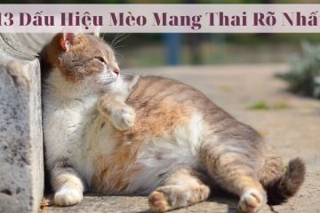 13 Dấu Hiệu Mèo Mang Thai Rõ Nhất