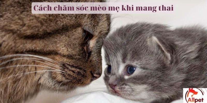 Cách chăm sóc mèo mẹ khi mang thai