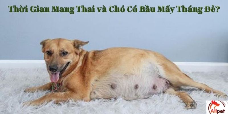 Thời Gian Mang Thai và Chó Có Bầu Mấy Tháng Đẻ?
