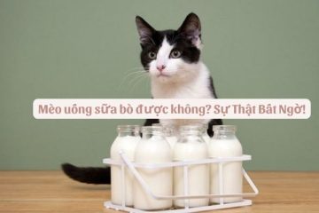 Mèo uống sữa bò được không? Sự Thật Bất Ngờ!