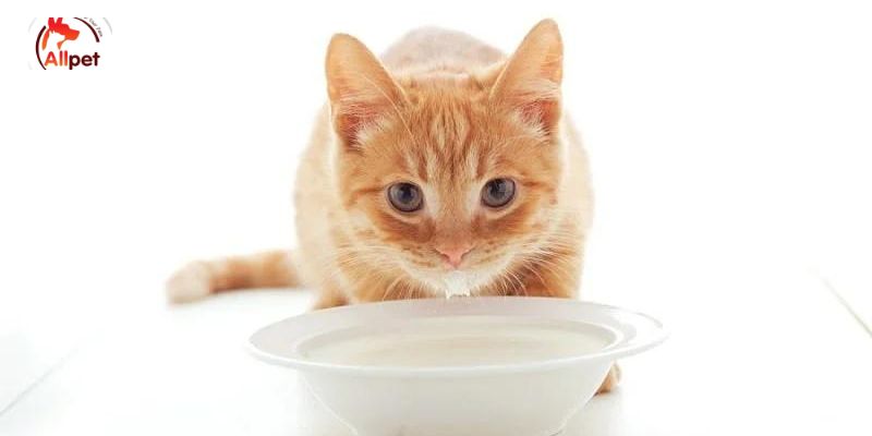 Mèo uống sữa bò được không?