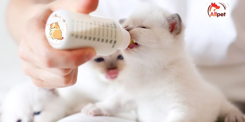 FAQ về việc mèo uống sữa