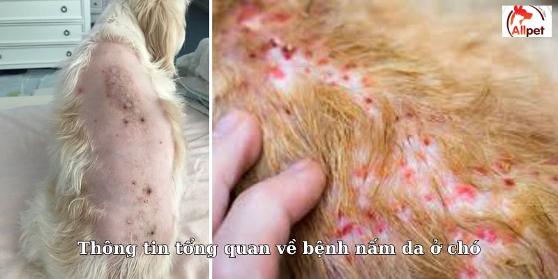 Thông tin tổng quan về bệnh nấm da ở chó
