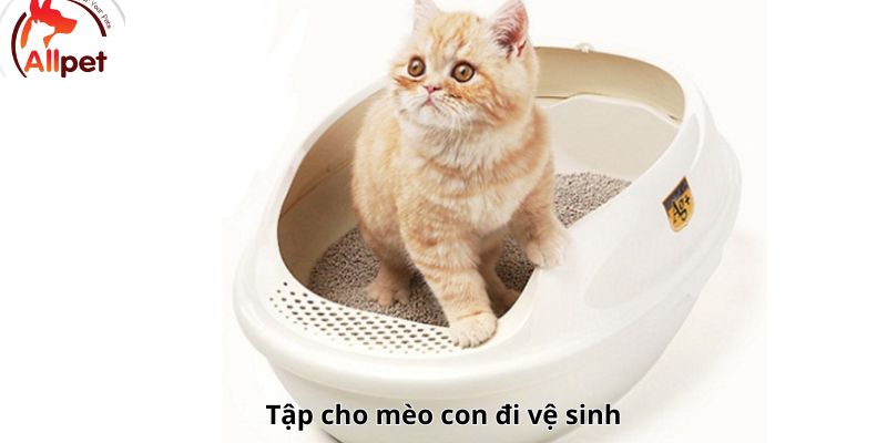 Tập cho mèo con đi vệ sinh